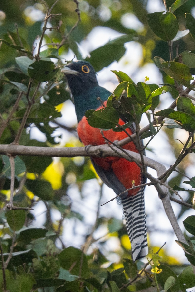 trogon modrotemenný - ML616519162