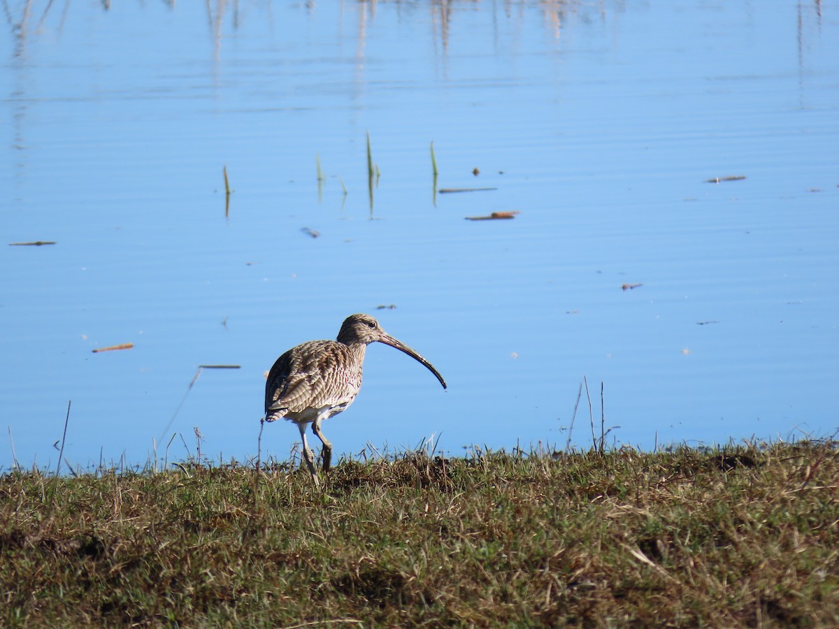 Eurasian Curlew - Stephen Younger