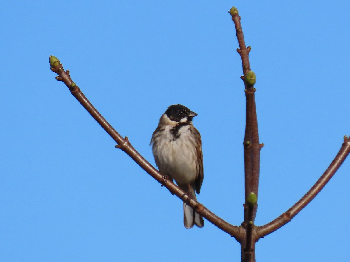 Reed Bunting - Stephen Younger