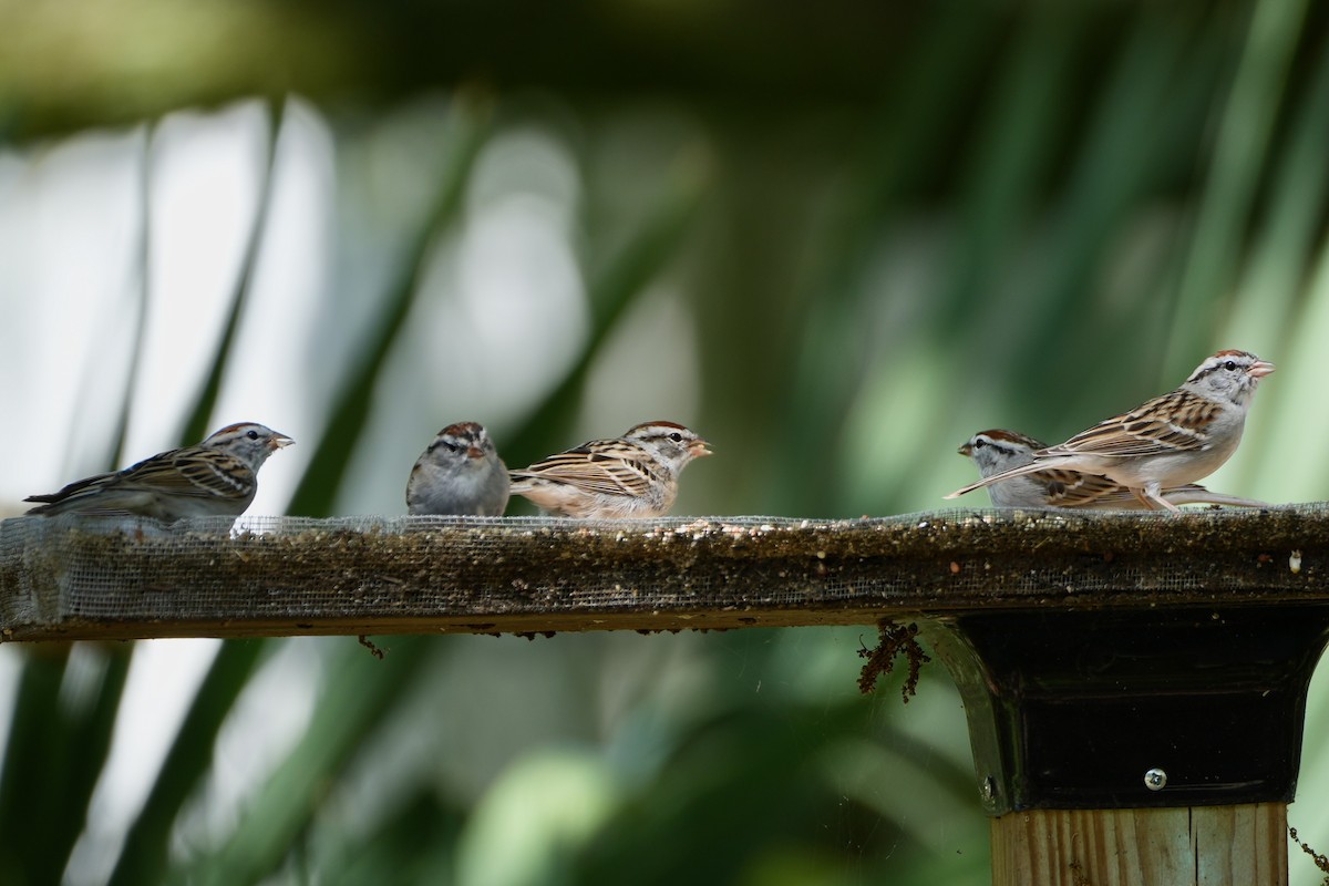 Chipping Sparrow - ML616519201