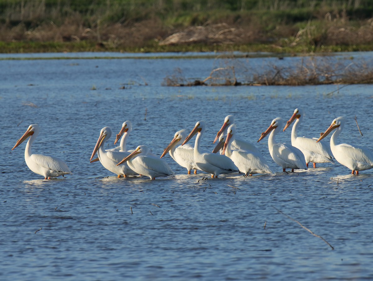 pelikán severoamerický - ML616519208