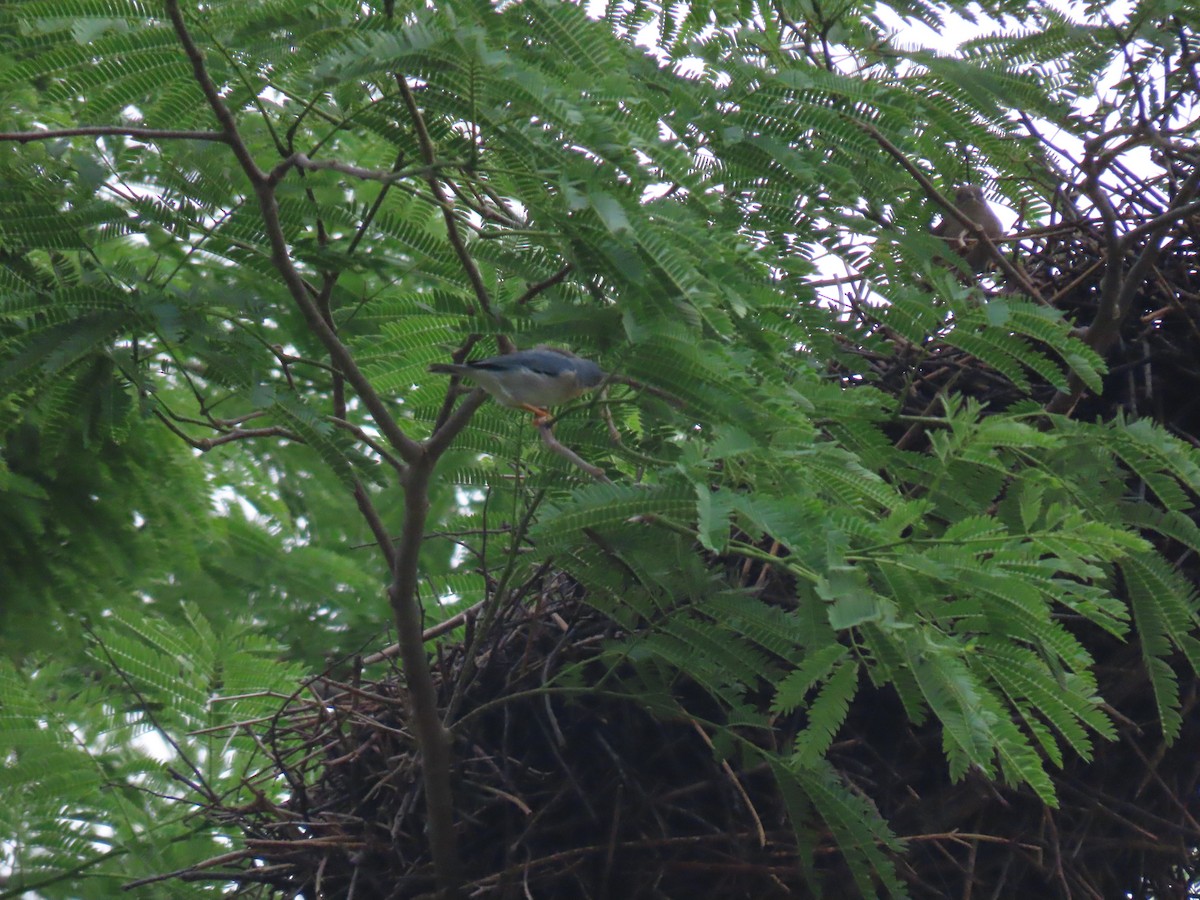 Hooded Tanager - ML616519213