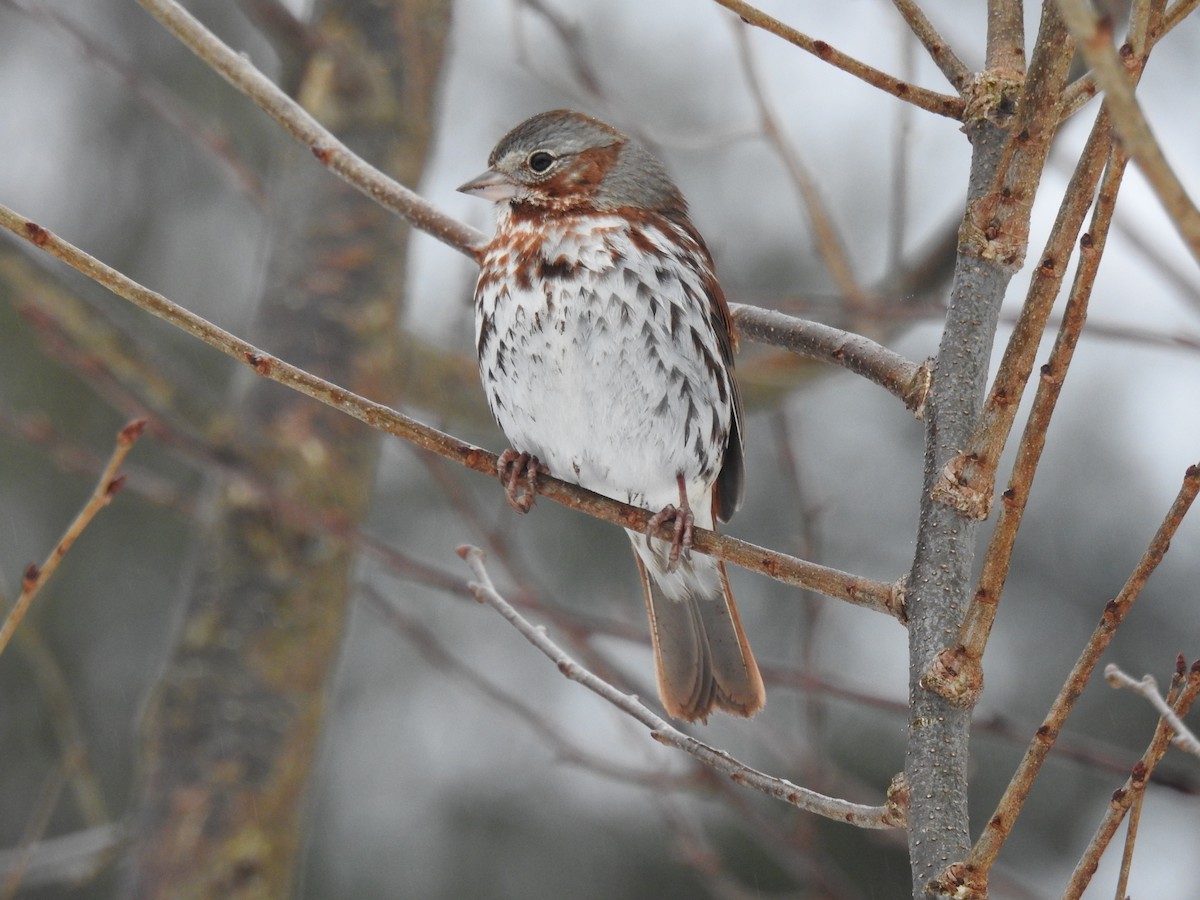 Fox Sparrow - ML616519260
