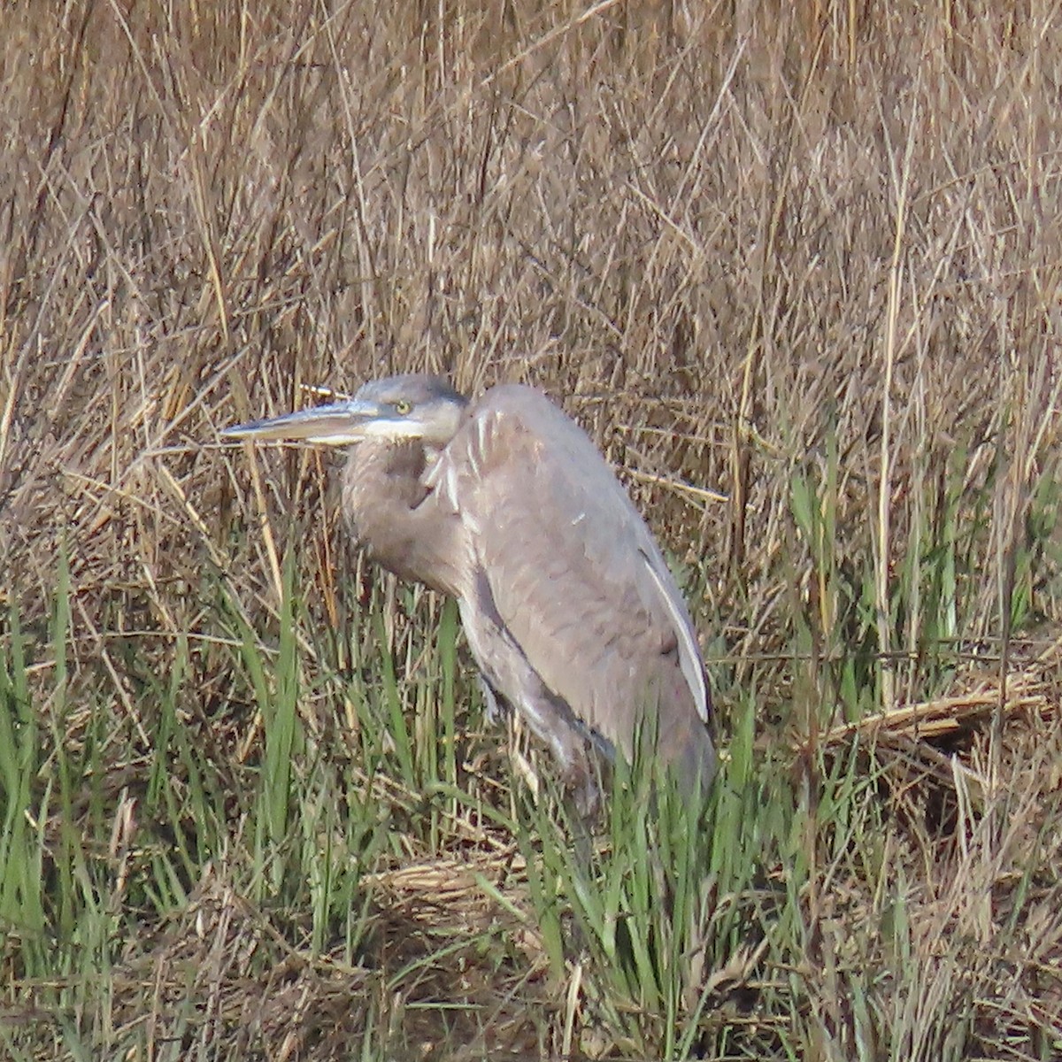 Great Blue Heron - ML616519263