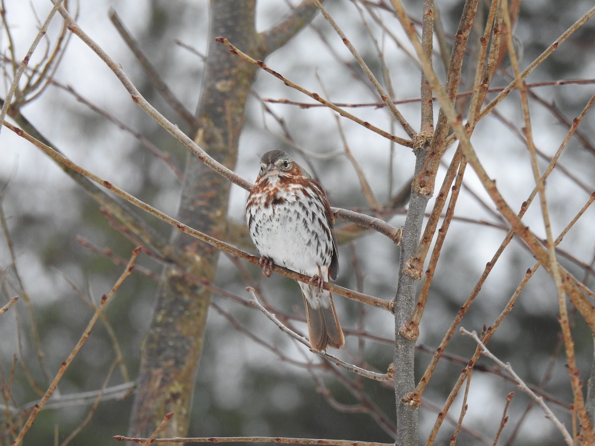 Fox Sparrow - ML616519264