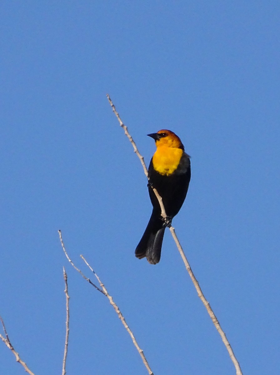 Yellow-headed Blackbird - ML616519290