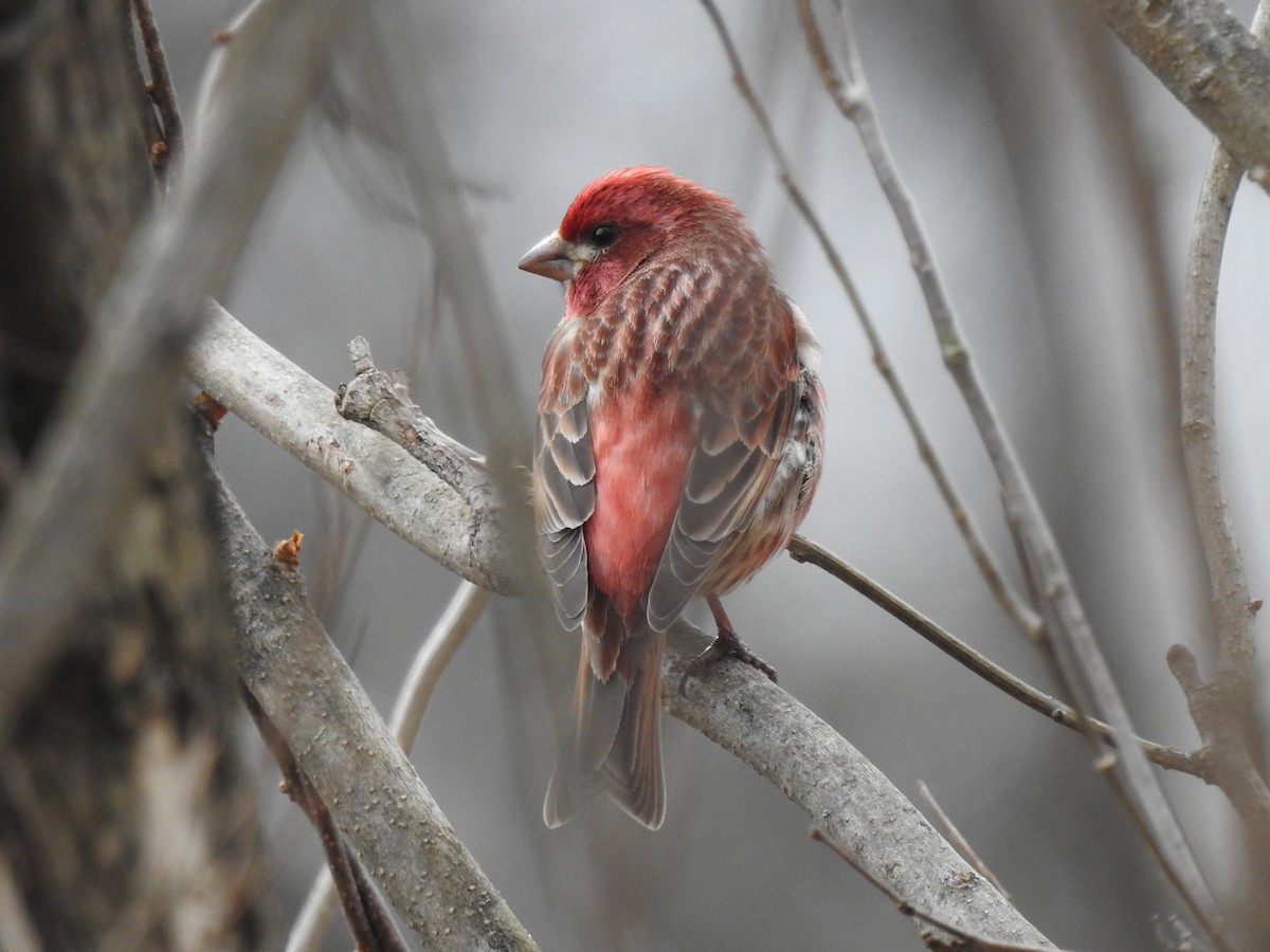 Purple Finch - ML616519295