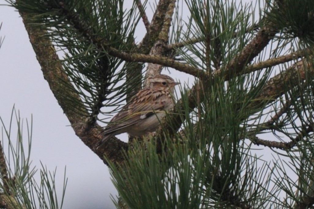 Wood Lark - ML616519310