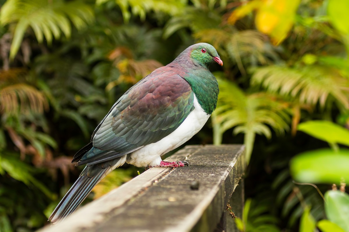 New Zealand Pigeon - ML616519353