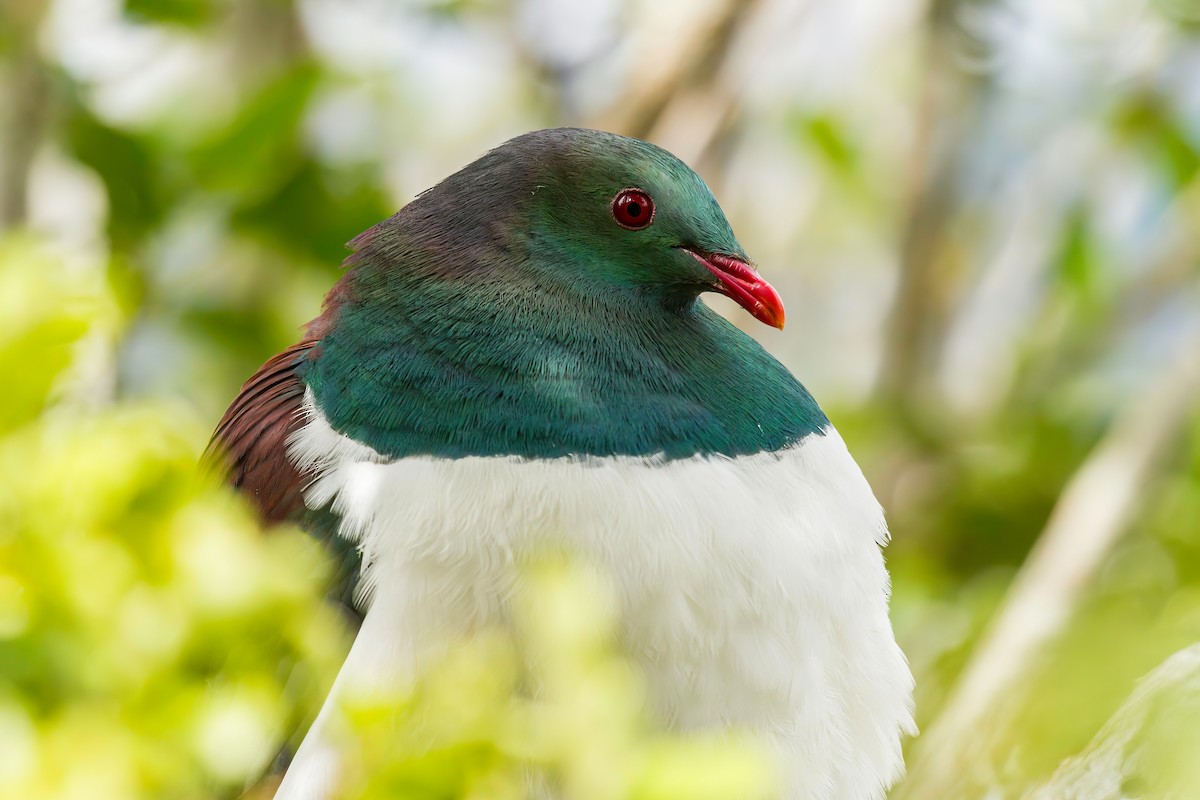 New Zealand Pigeon - ML616519357