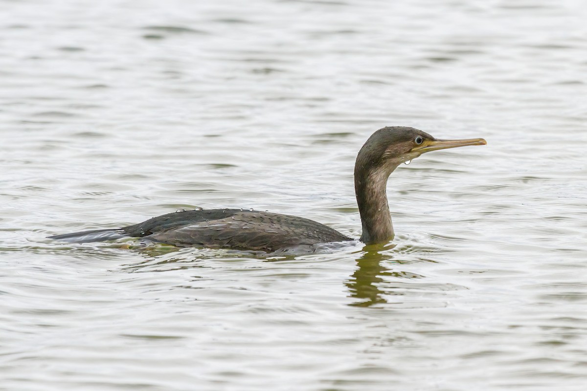 Spotted Shag - ML616519375