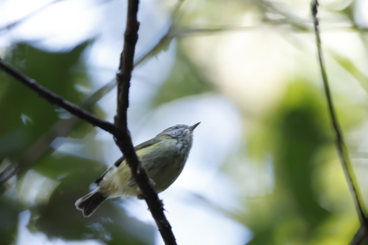 Striated Thornbill - ML616519376