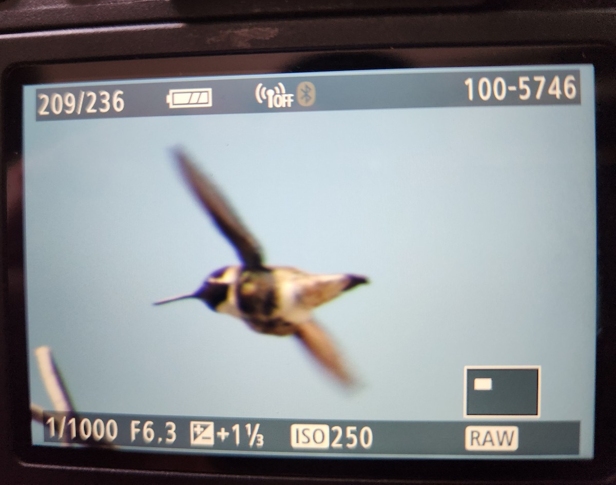 Costa's Hummingbird - ML616519377