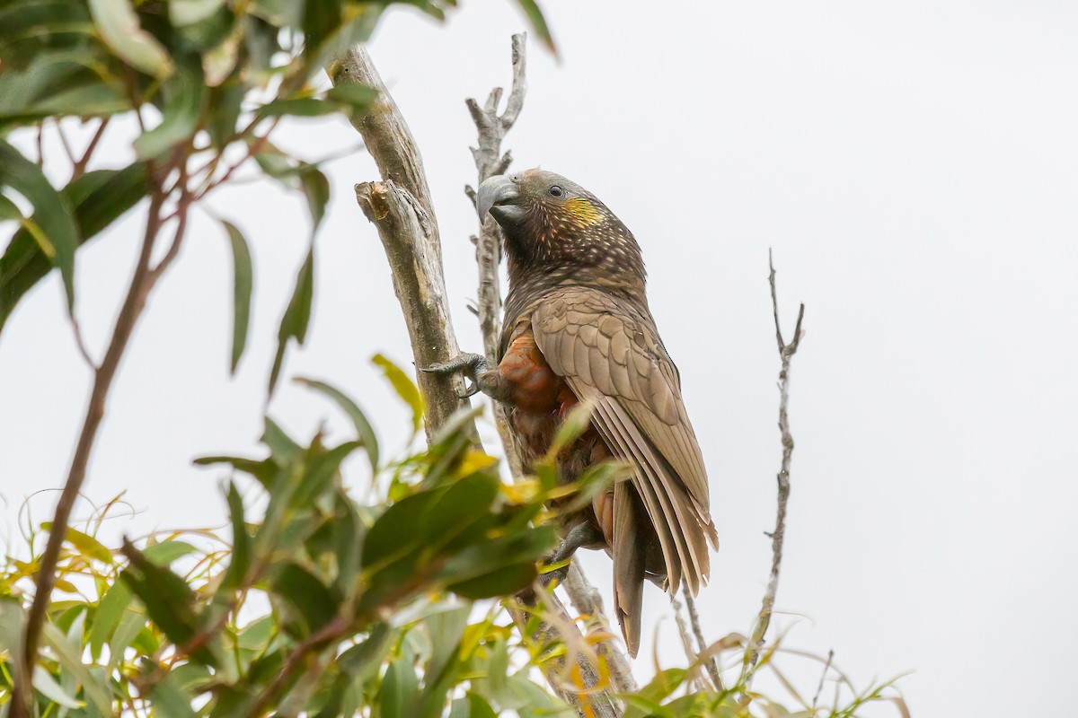 New Zealand Kaka - ML616519393