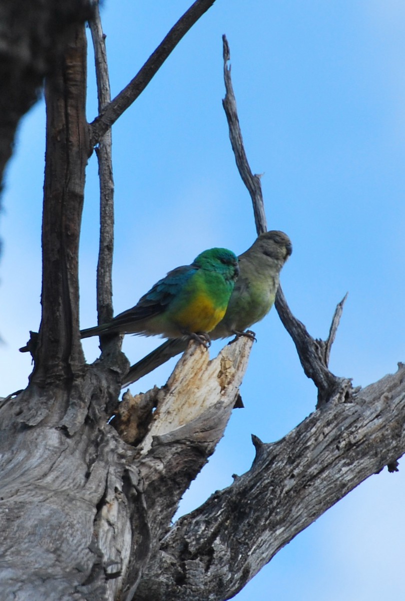 Red-rumped Parrot - ML616519394