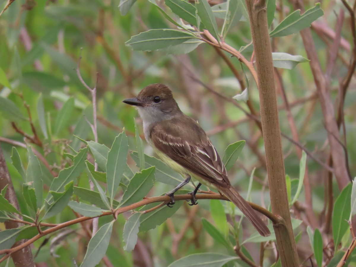 Brown-crested Flycatcher - ML616519424