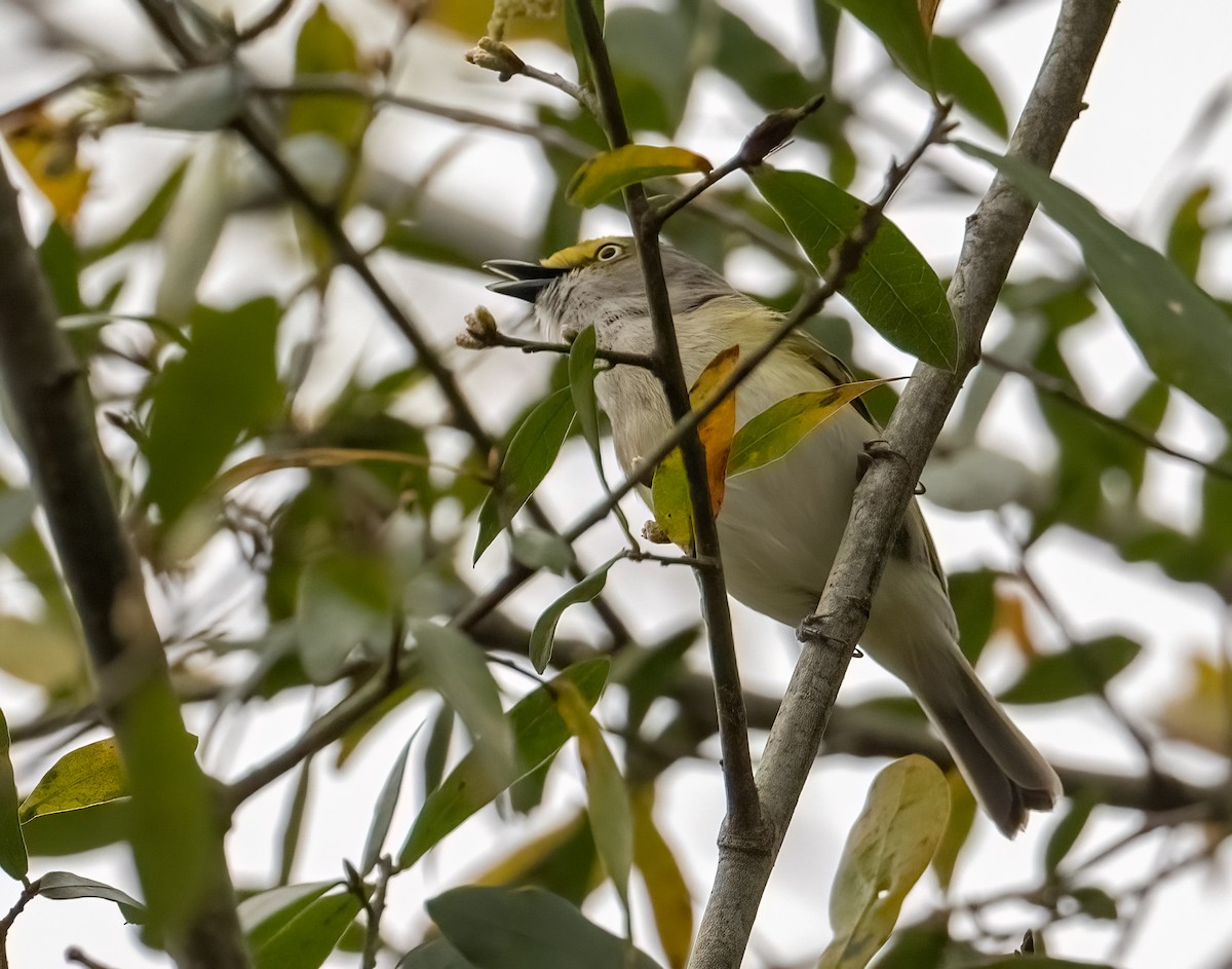 Vireo Ojiblanco - ML616519505