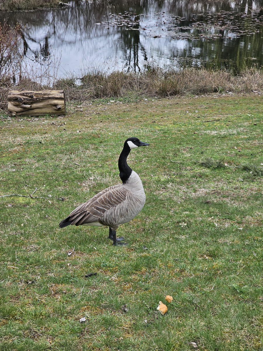 Canada Goose - ML616519521