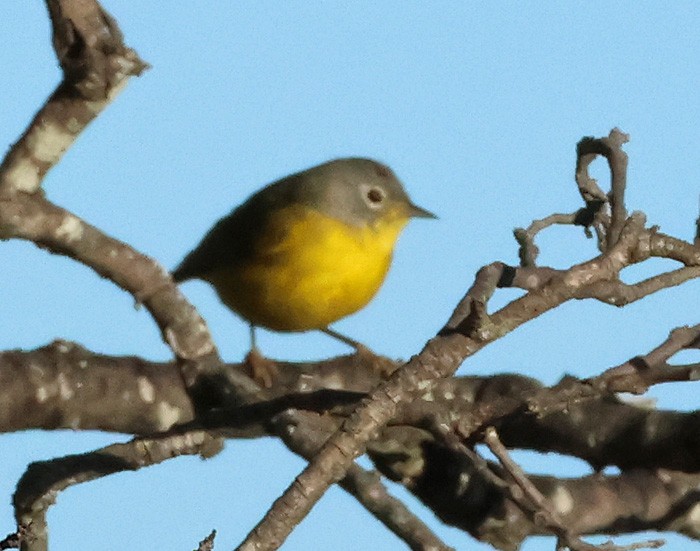 Nashville Warbler - Terry Hibbitts