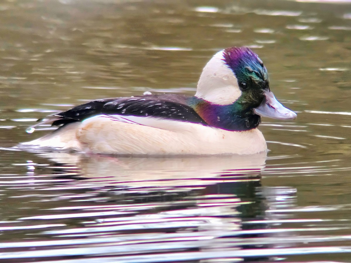 Bufflehead - ML616519542