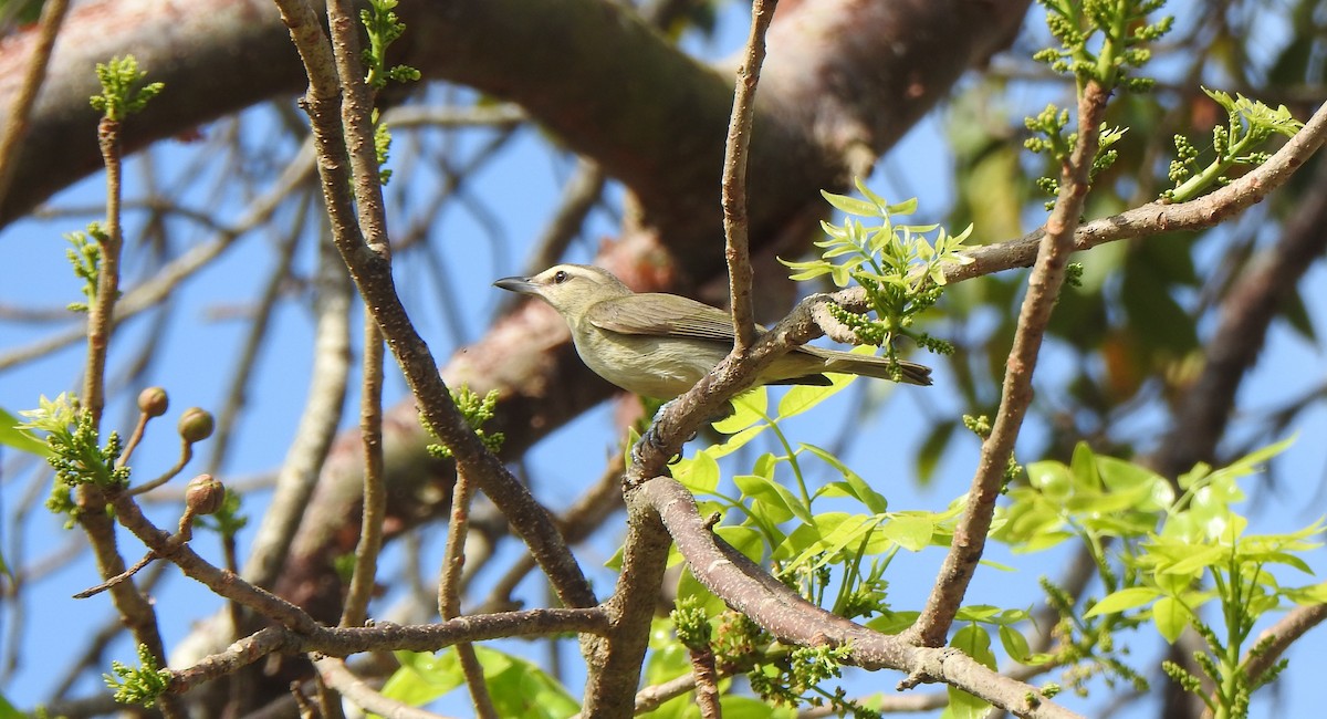 Vireo Yucateco - ML616519567