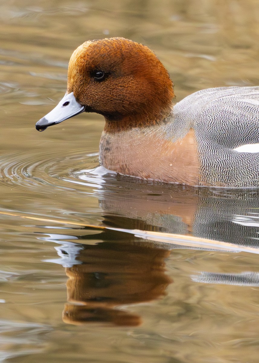 Eurasian Wigeon - Nathaniel Dargue