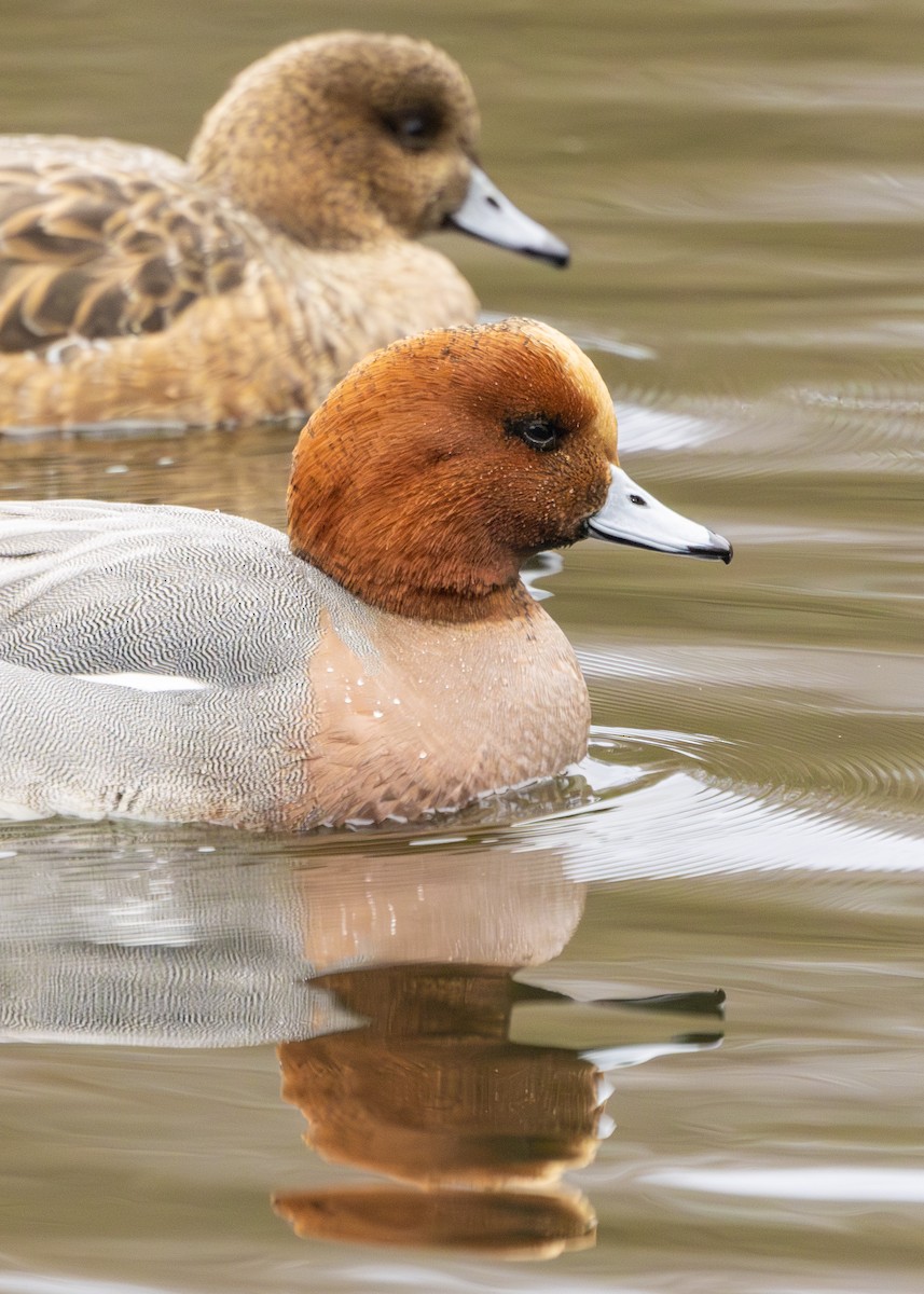 Eurasian Wigeon - Nathaniel Dargue