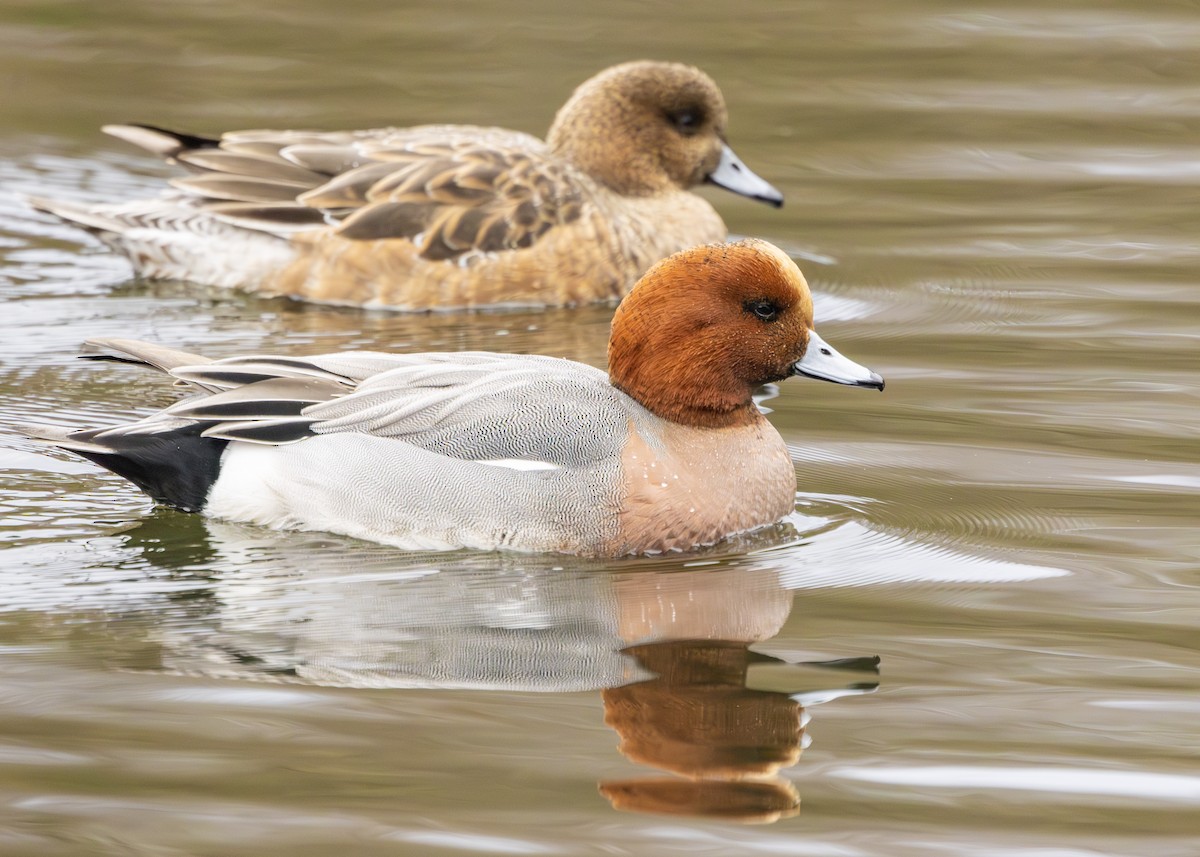 Eurasian Wigeon - Nathaniel Dargue