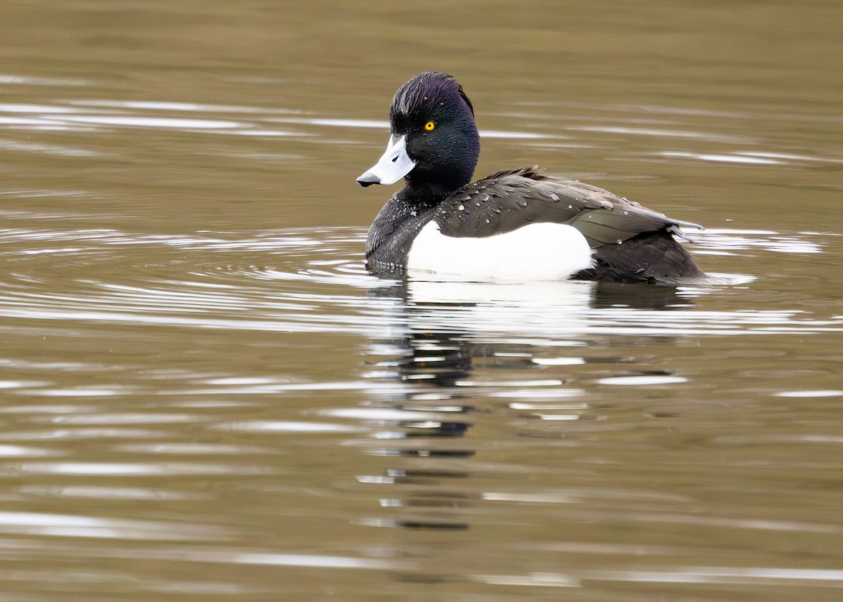 Tufted Duck - Nathaniel Dargue