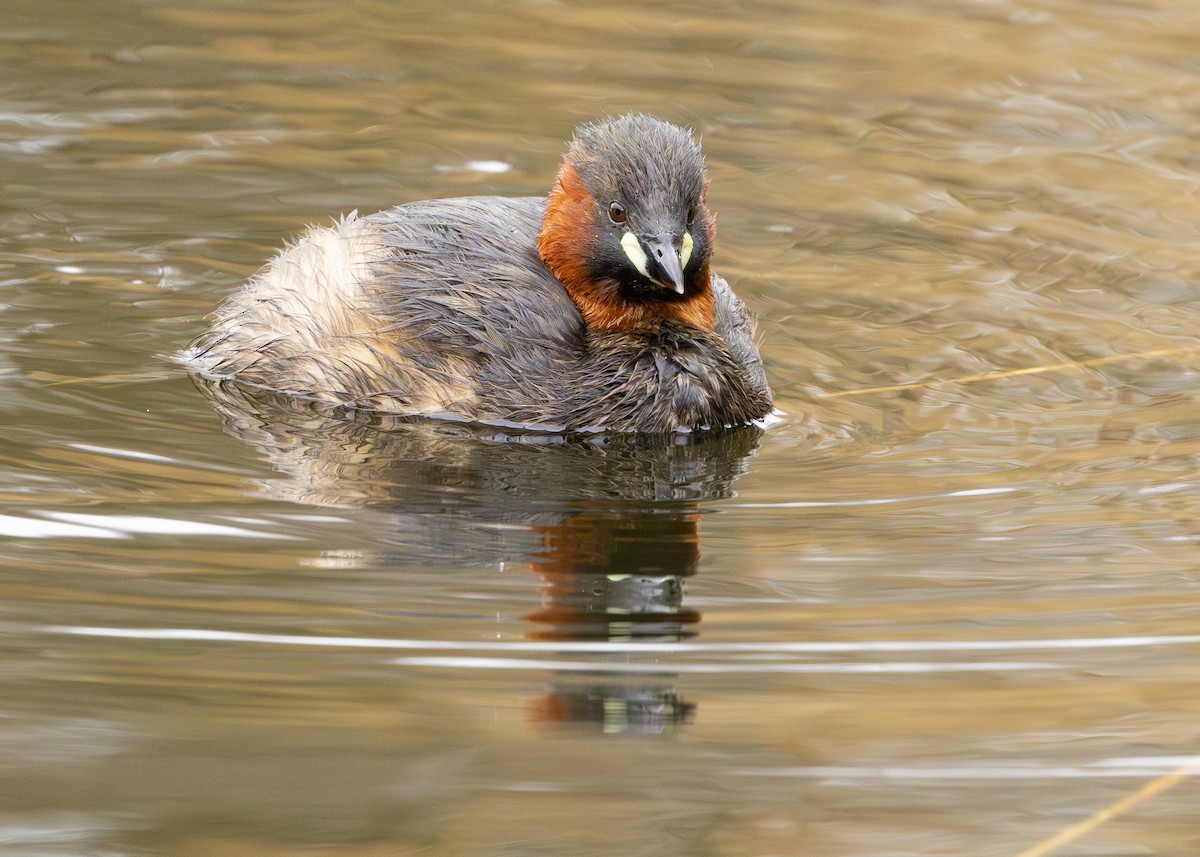 Little Grebe (Little) - Nathaniel Dargue