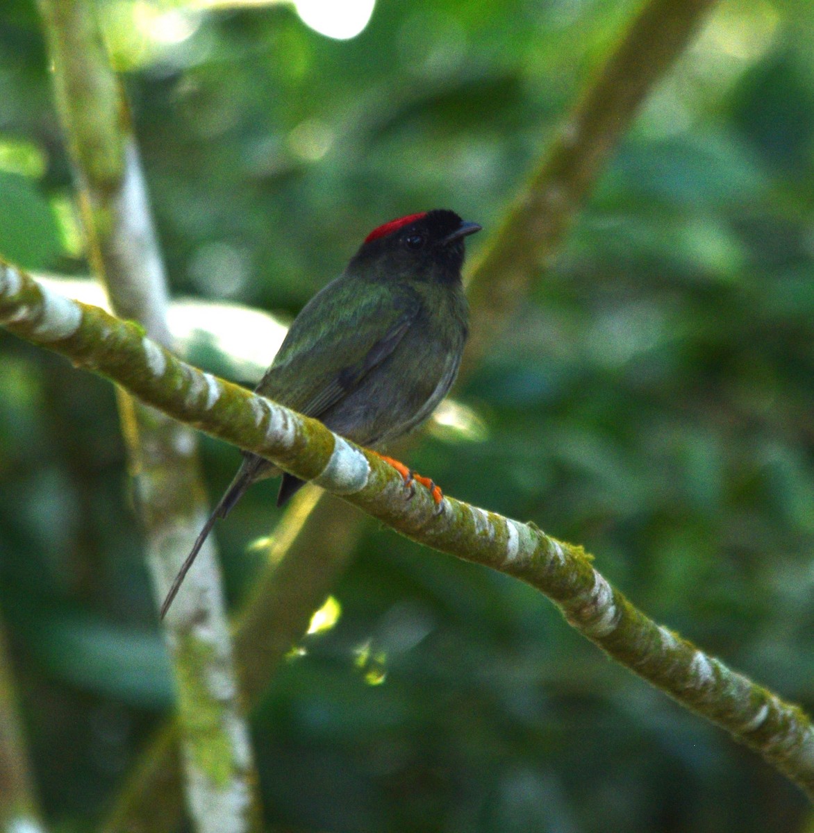 Long-tailed Manakin - ML616519585