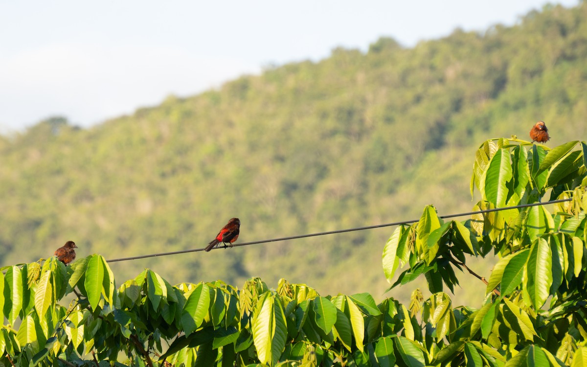 Black-bellied Tanager - Cristian Domingo Rivera Panduro