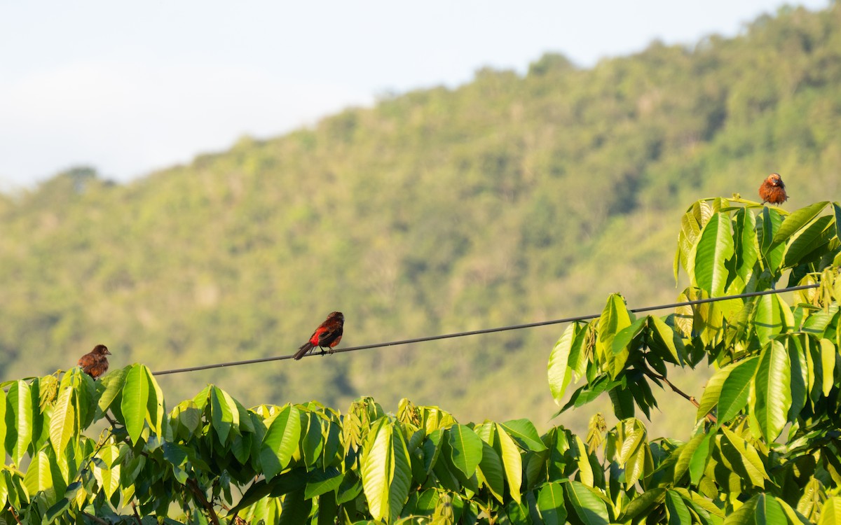 Black-bellied Tanager - ML616519591