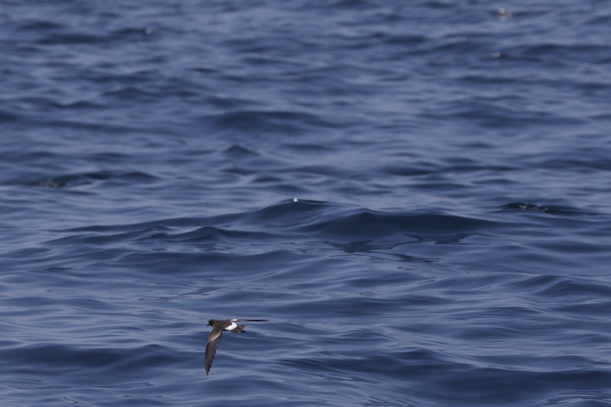 黃蹼洋海燕 - ML616519599