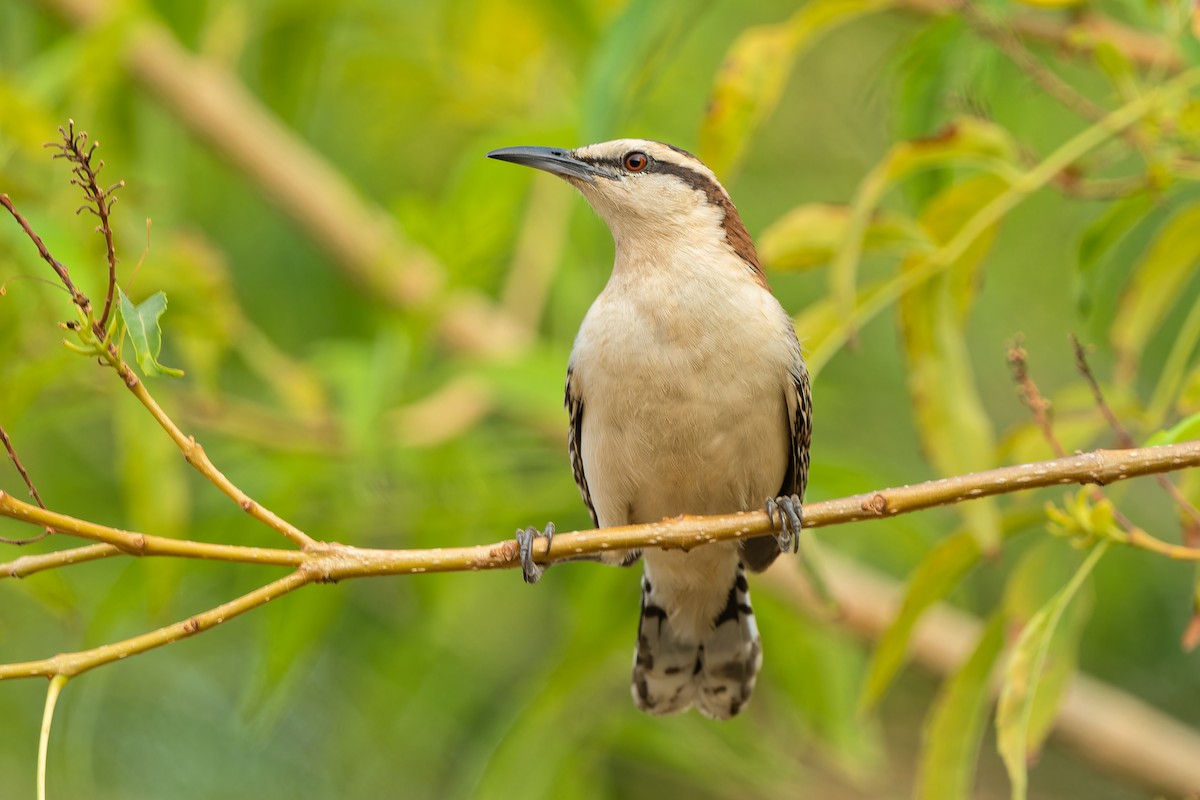 Rufous-naped Wren - Don Danko