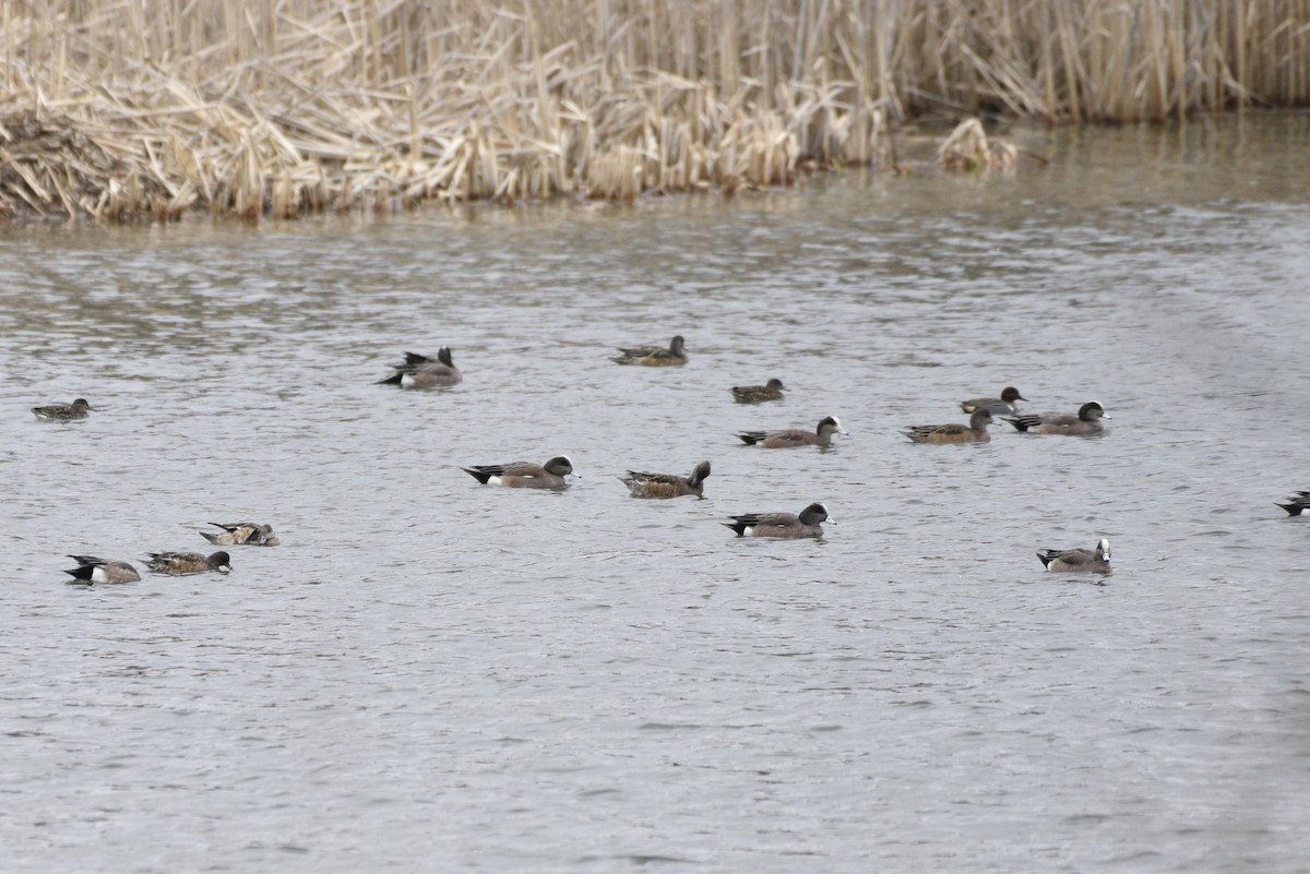 American Wigeon - Darren Dewitt