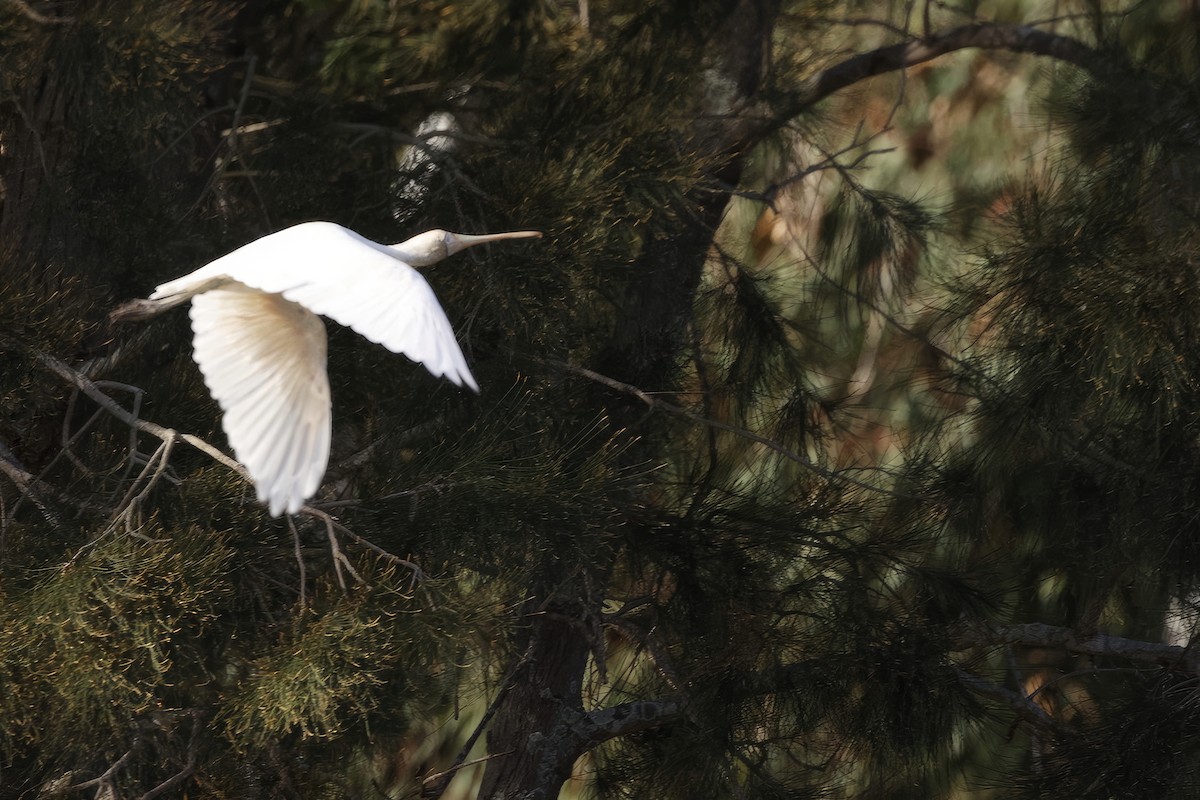 Yellow-billed Spoonbill - ML616519649