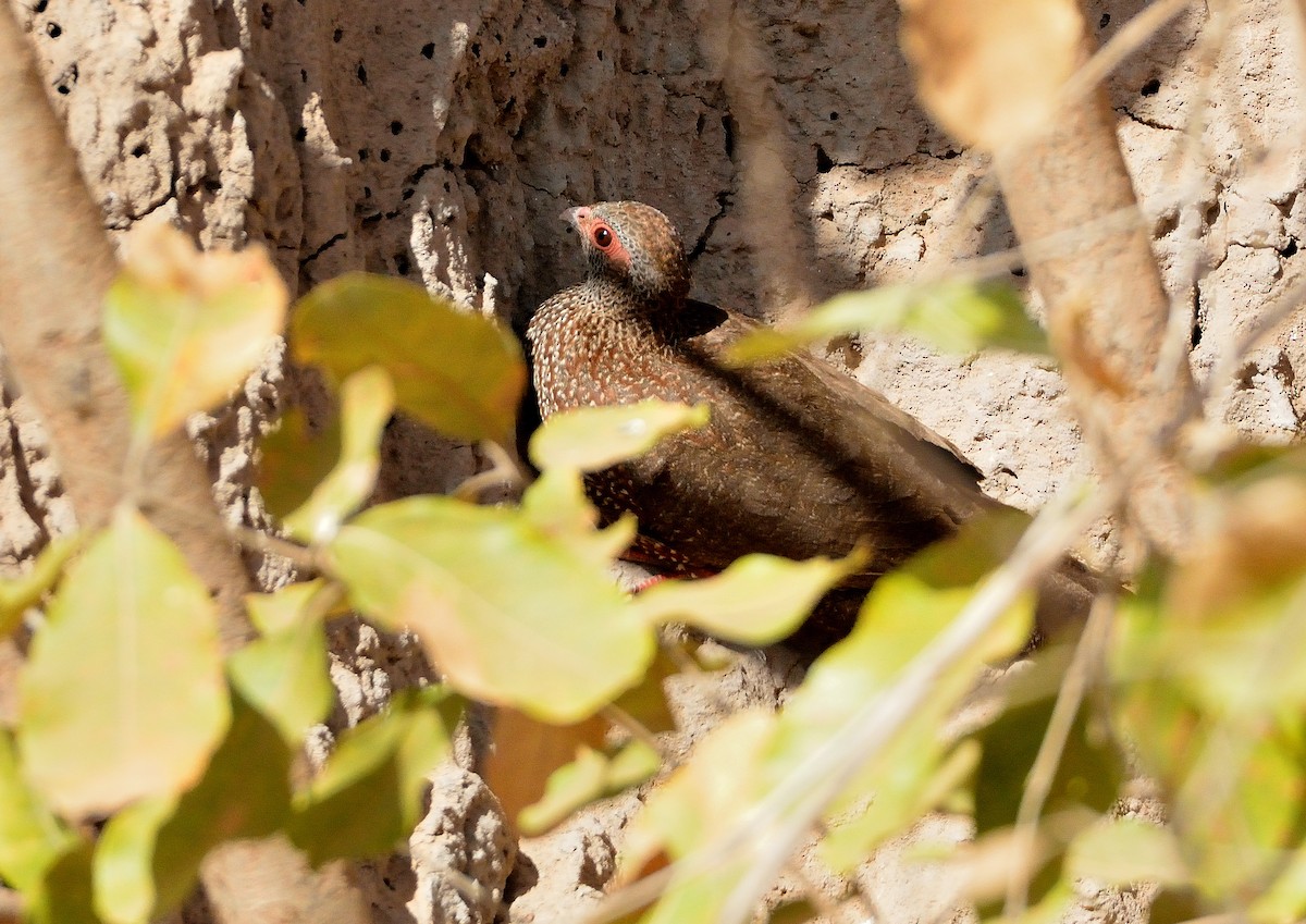 Stone Partridge - ML616519677