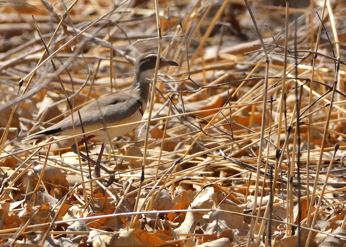 Bronze-winged Courser - Carlos Alberto Ramírez