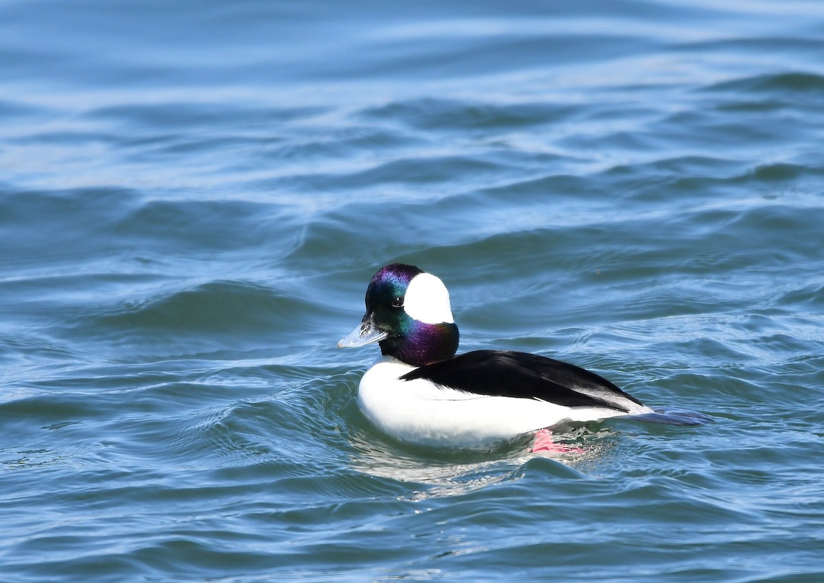 Bufflehead - ML616519724