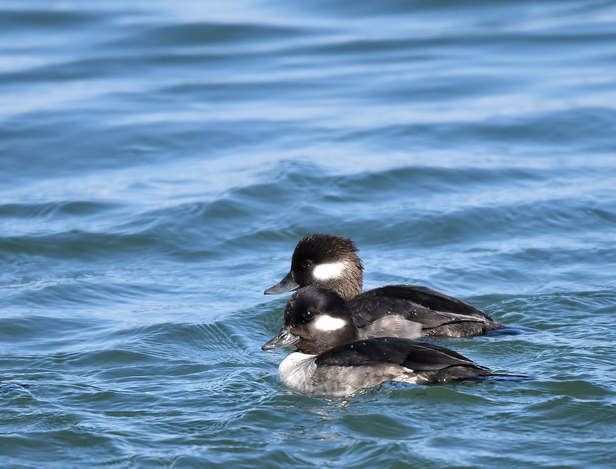 Bufflehead - ML616519725