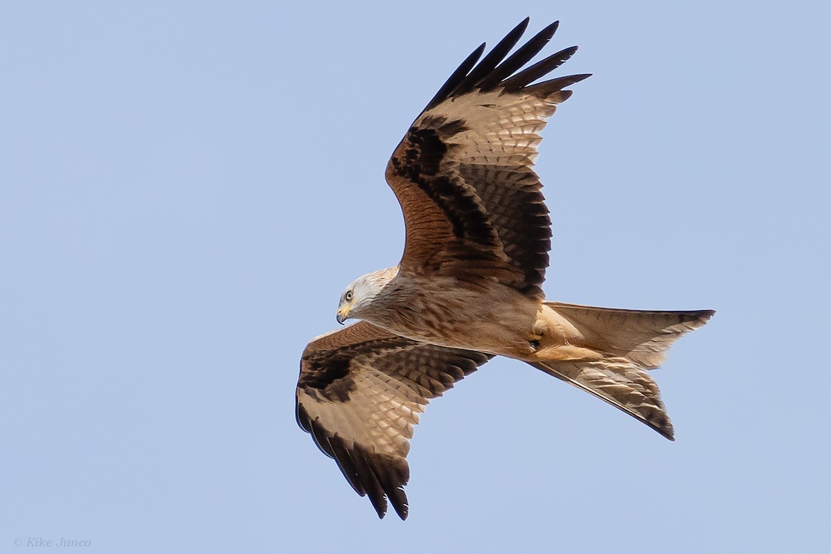 Red Kite - ML616519745