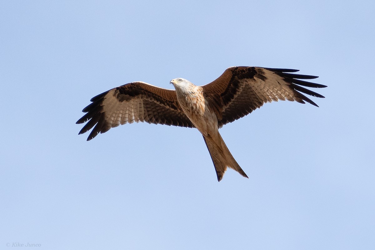 Red Kite - ML616519746