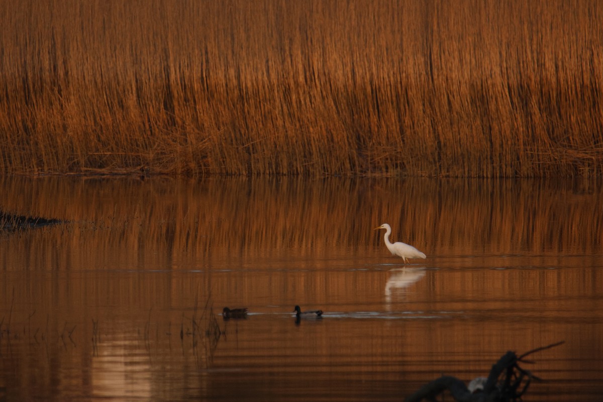 Great Egret - ML616519830