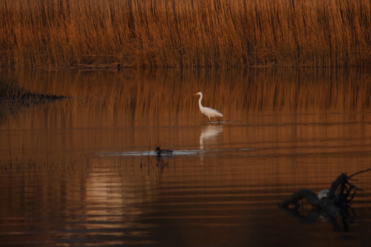 Great Egret - ML616519835