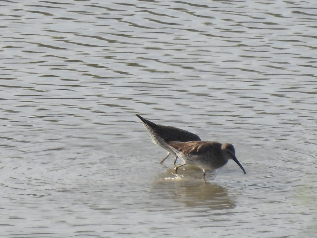 Bindenstrandläufer - ML616519841