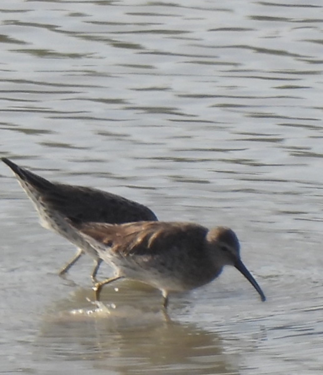 Bindenstrandläufer - ML616519842