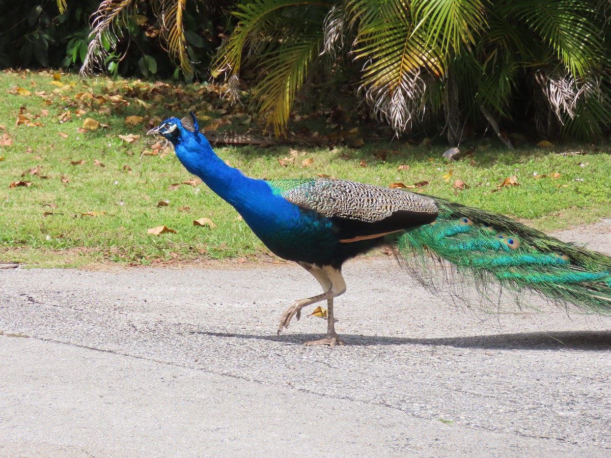 Pavo Real Común - ML616519867