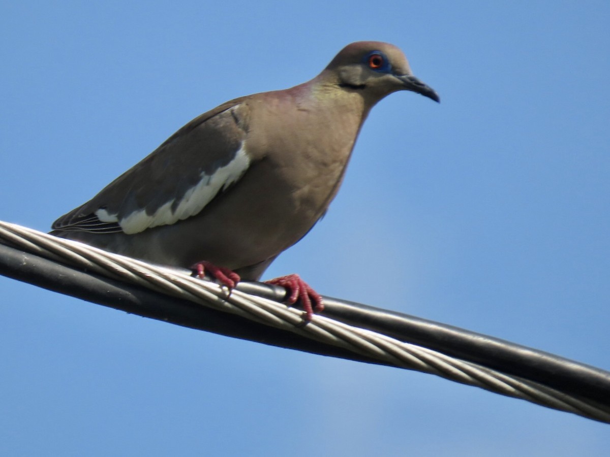 White-winged Dove - ML616519879