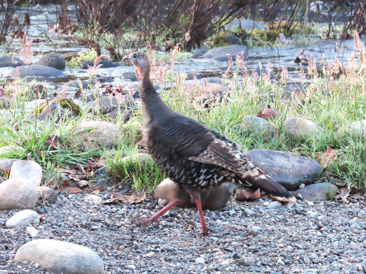 Wild Turkey - ML616519887
